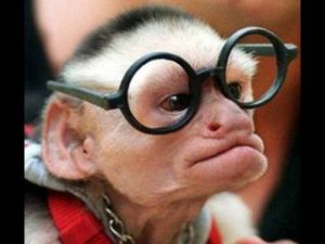 https://danigal2.files.wordpress.com/2010/08/monkey-with-funny-glasses_larry-king_thumb.jpg?w=300